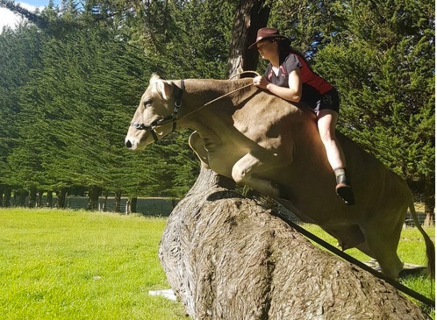 Kuh Lilac überwindet problemlos Hindernisse bis zu einem Meter. (Bild Instagram hanney_simpson)