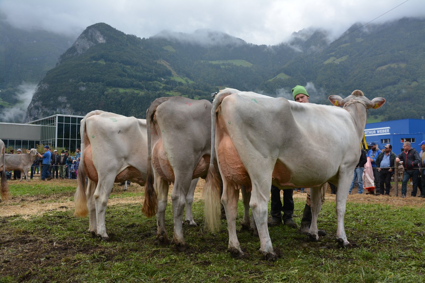 Das Podest Schöneuter 2. und 3. Laktation (v.l.n.r.): Gloria, Martin Arnold, Silenen (3.); Belinda, Urs Gisler, Andermatt (2.); Greysi, Damian Arnold, Schattdorf (1.). 