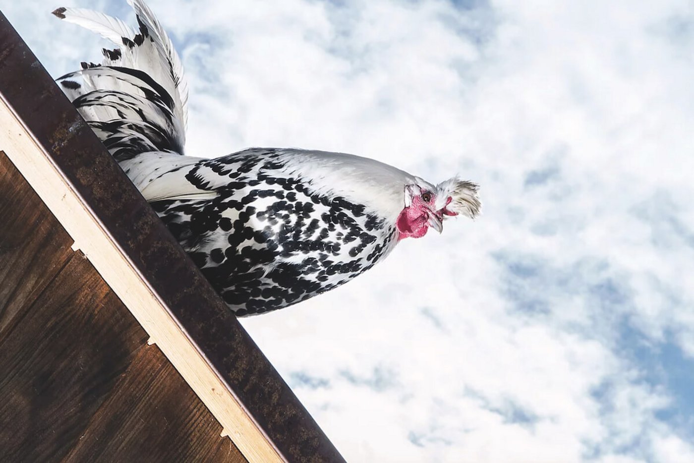 Auch sieben Appenzeller Spitzhaubenhühner gehören zum Biohof Hinter-Musegg. 