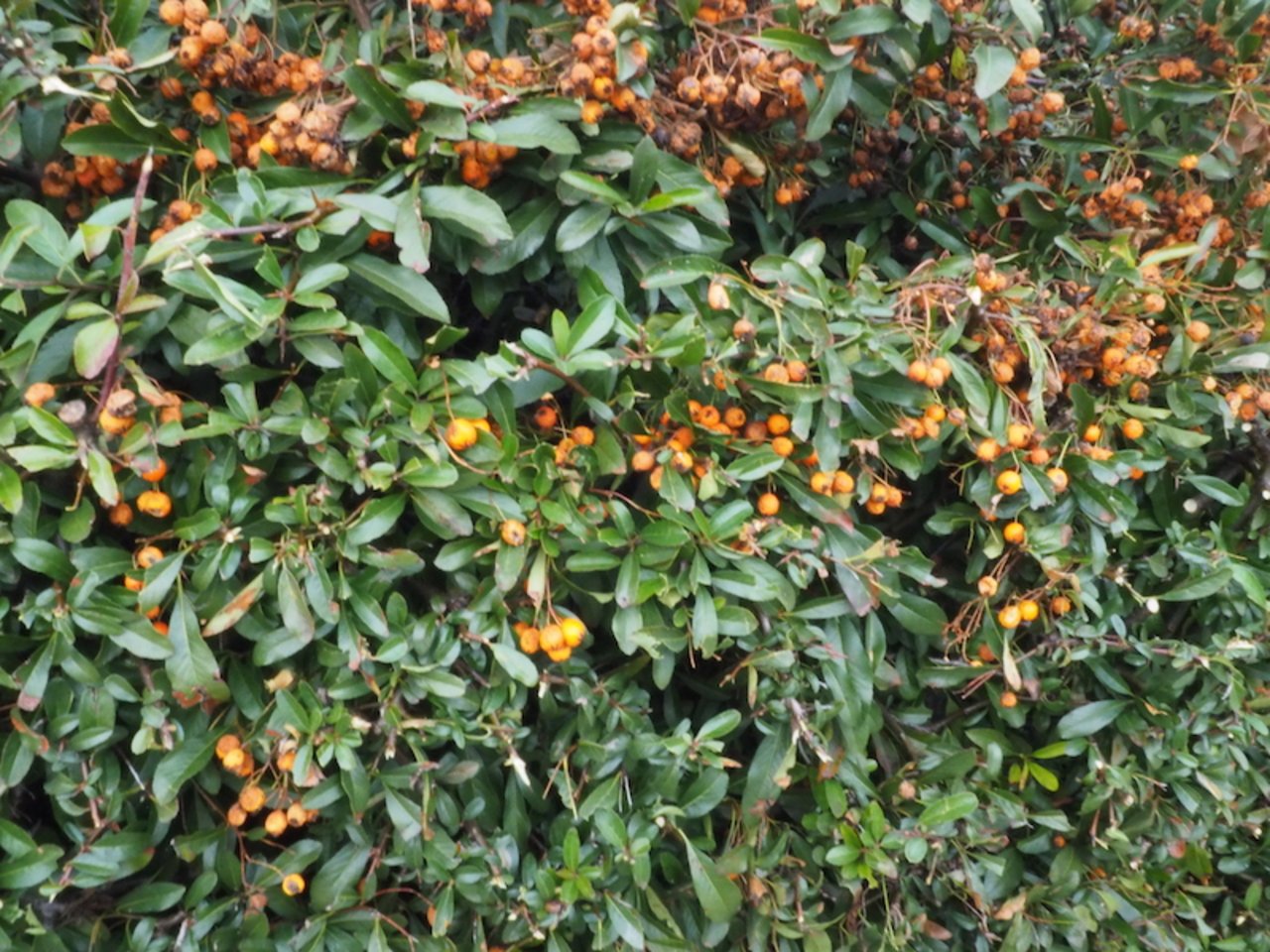 Orangeroten Fruchtschmuck zeichnet den immergrünen Feuerdorn Pyracantha aus.