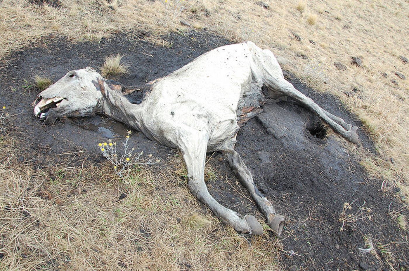 Symbolbild: Auch verendete Tiere fanden Tierschützer auf den Weiden der Blutfarmen. (Bild tucul_photo)