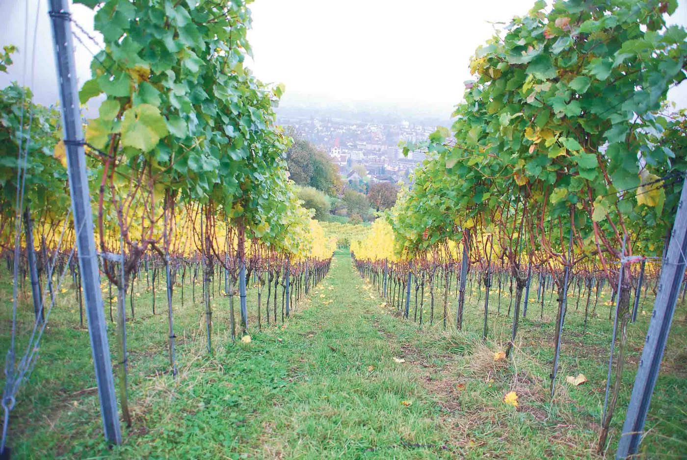 Hier waren die Schafe bereits an der Arbeit: Der abgegraste Rebberg hoch über Weinfelden.