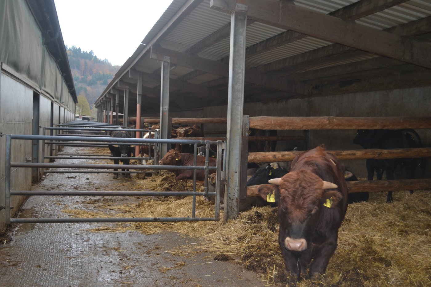 Das Tierwohl wird auf dem Luderhof gross geschrieben. (Bilder Peter Fankhauser)