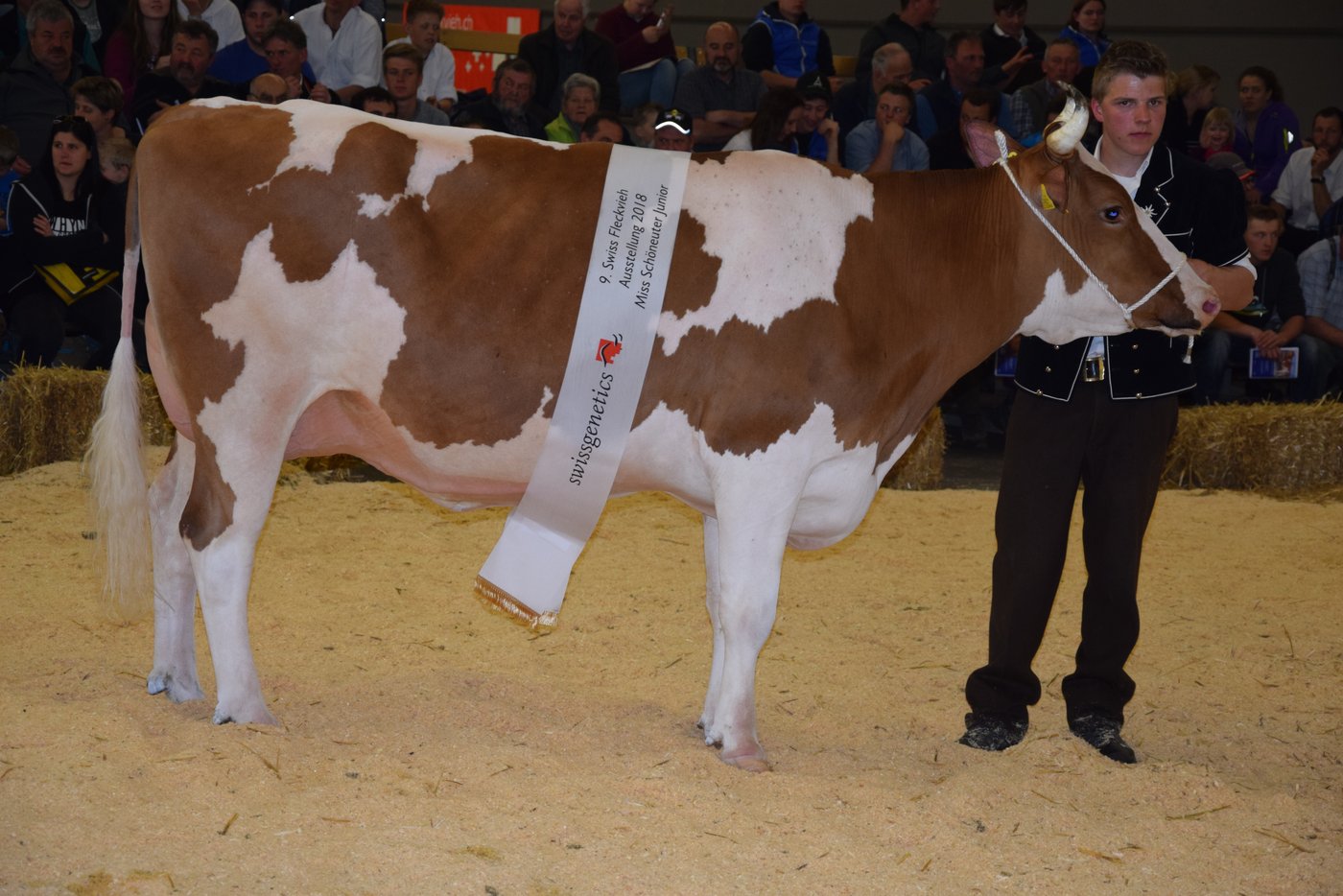 Schöneutersiegerin der jungen Kühe wurde Anjou Anita von Ferdinand Bergmann, Abländschen BE.