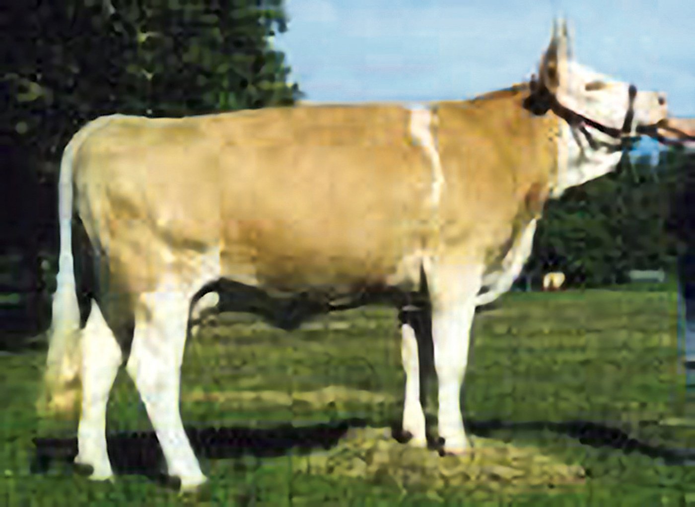 Viona-ET ist ein Produkt aus Embryotransfer. Ihr Vater ist der Stier Condor Wicki. (Bild Swissherdbook)