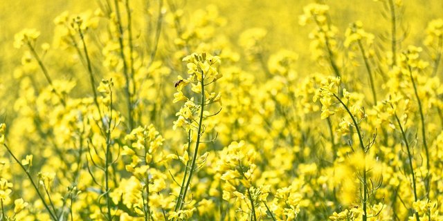 Ziel der Beiträge sind unter anderem die Förderung der Schweizer Selbstversorgung mit Ölsaaten sowie die bessere Abstimmung von Produktion und Nachfrage. (Bild PIxabay)