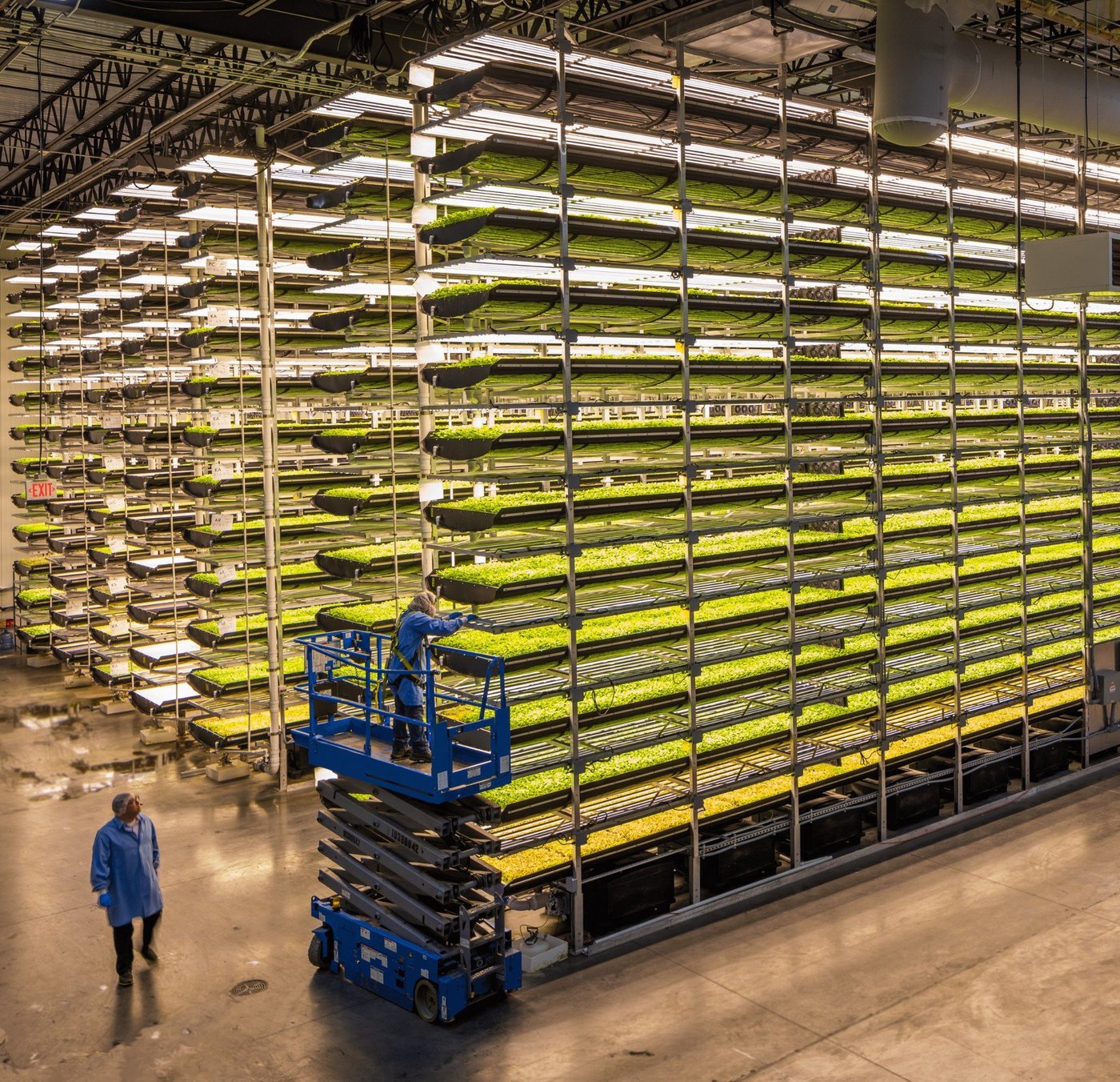 So stellt man sich einen Gemüsebetrieb nicht vor: Rund 1000 Tonnen Grünzeug verlassen jährlich die Hallen von Aerofarms in Newark (USA). (Bild Aerofarms)