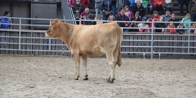 Die Palue-Tochter Uschi galt 3800 Franken. Sie war das einzige Tier im Angebot, welches Bio-tauglich war.