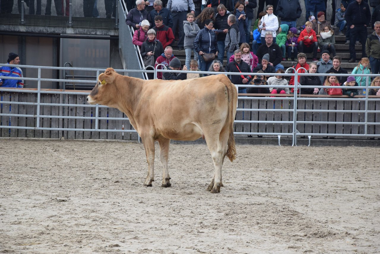 Die Palue-Tochter Uschi galt 3800 Franken. Sie war das einzige Tier im Angebot, welches Bio-tauglich war.