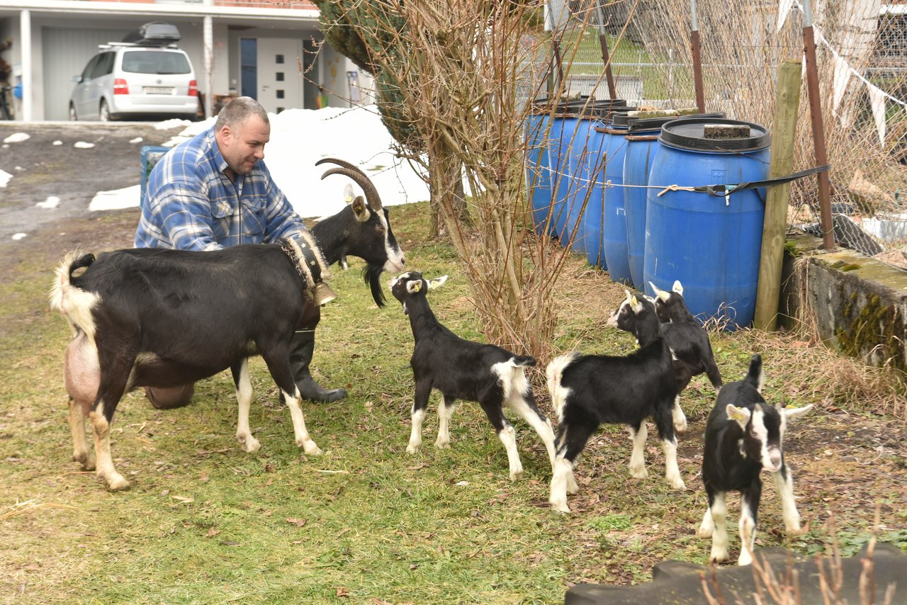 Martin Heeb ist stolz auf seine Ziege Lena, die gesunde Vierlinge zur Welt gebracht hat. (Bilder Heidy Beyeler)