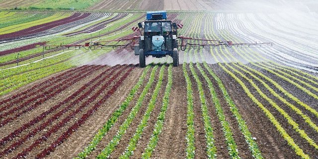 Bei Spezialkulturen wie im Gemüsebau ortet die Aargauer Regierung am ehesten ein Potenzial für die Reduktion des Einsatzes von Pflanzenschutzmitteln. 
