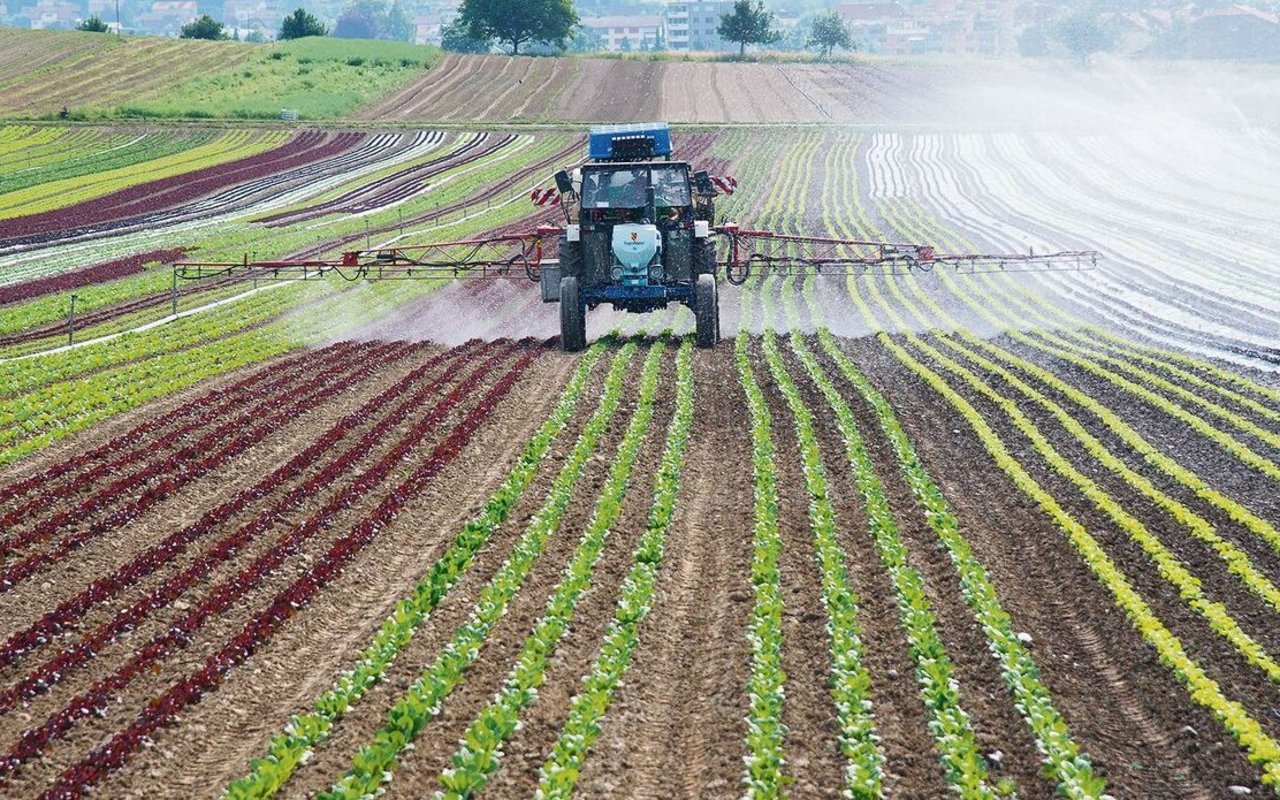 Bei Spezialkulturen wie im Gemüsebau ortet die Aargauer Regierung am ehesten ein Potenzial für die Reduktion des Einsatzes von Pflanzenschutzmitteln. 