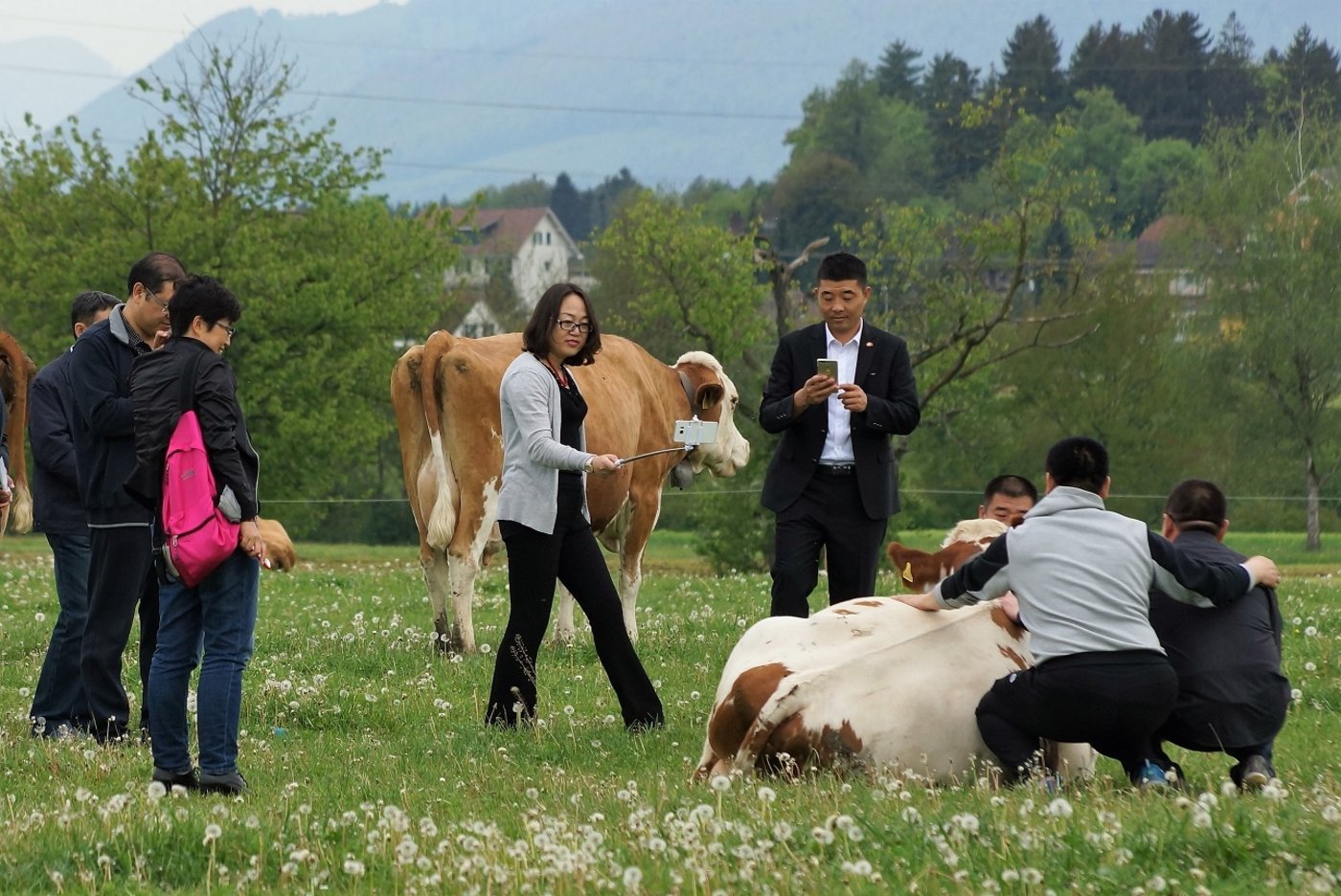 Die Kühe auf der Weide waren für die chinesischen Fachleute eine riesige Attraktion.