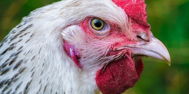 Das Huhn starb im Sommer 2017. (Symbolbild Pixabay)