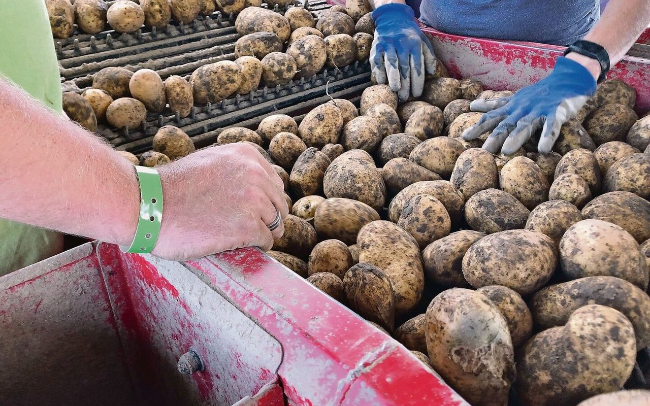 Das Angebot an Kartoffeln ist in diesem Jahr eher knapp. Die Qualität im Regal ist nach wie vor gut. 