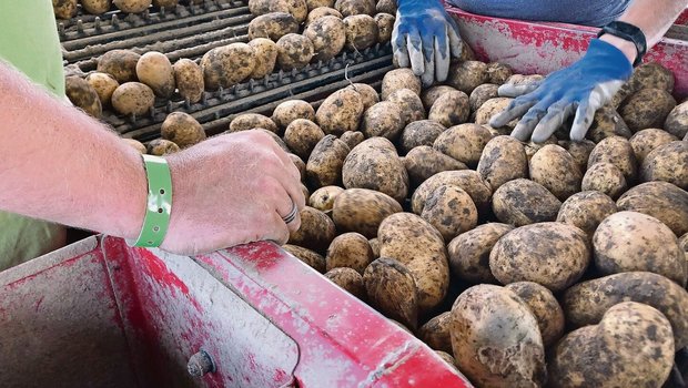 Das Angebot an Kartoffeln ist in diesem Jahr eher knapp. Die Qualität im Regal ist nach wie vor gut. 