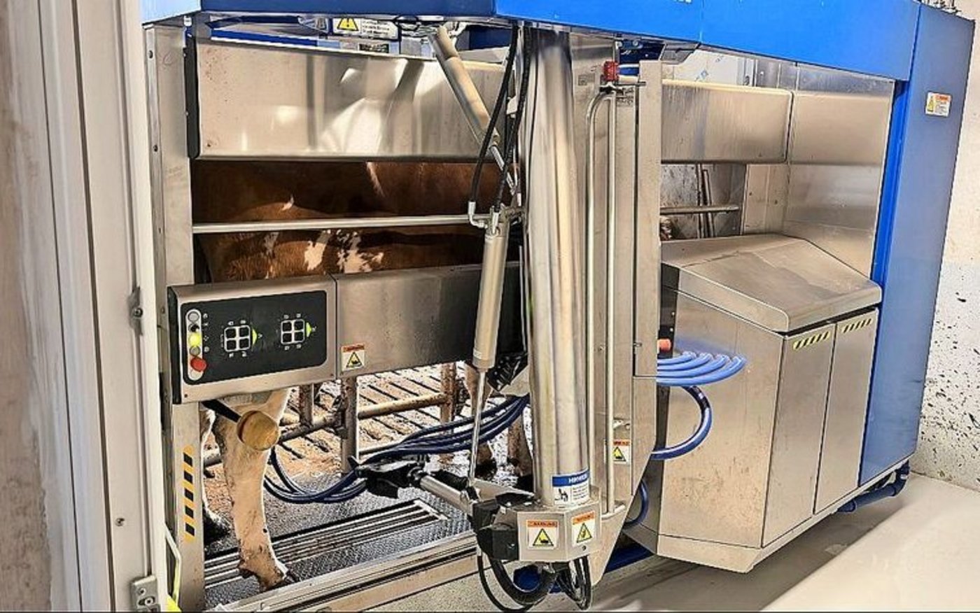 Während die durchschnittliche Milchleistung im alten Stall bei 8000 kg lag, erhöhte sich diese mit dem DeLaval-Melkroboter auf 11 000 kg.   