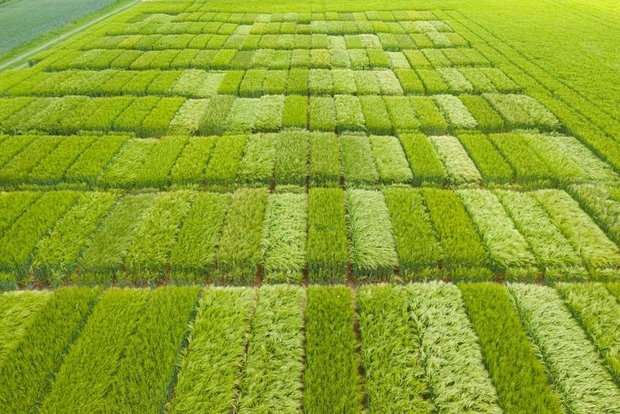 Schlechte Witterung vermiest Sortenversuche von Swiss Granum und Agroscope Die Ergebnisse dienen ausschliesslich der Beurteilzng der Sortenversuche – sie sind keine Beurteilung der Schweizer Gestenernte, betont Swiss Granum. (Bild Carole Parodi, Agroscope)