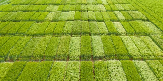 Die Ergebnisse dienen ausschliesslich der Beurteilzng der Sortenversuche – sie sind keine Beurteilung der Schweizer Gestenernte, betont Swiss Granum. (Bild Carole Parodi, Agroscope)