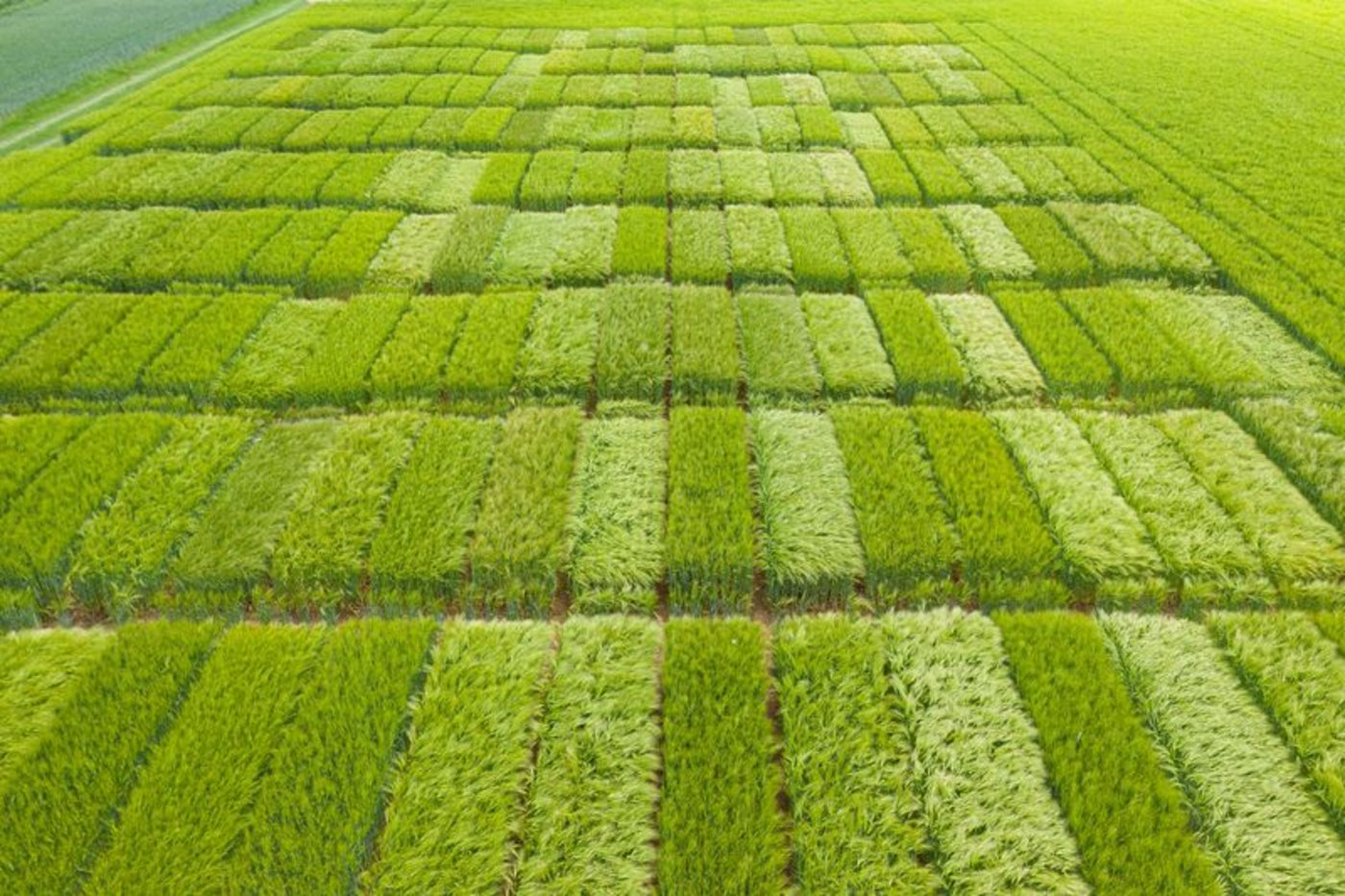 Die Ergebnisse dienen ausschliesslich der Beurteilzng der Sortenversuche – sie sind keine Beurteilung der Schweizer Gestenernte, betont Swiss Granum. (Bild Carole Parodi, Agroscope)