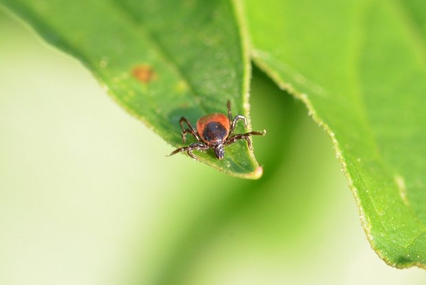 Wenn die Temperaturen wärmer werden, erscheinen auch die ungeliebten Zecken auf der Bildfläche. Hoftiere werden oft Opfer der Parasiten. (Bild Meli1670 /Pixabay)
