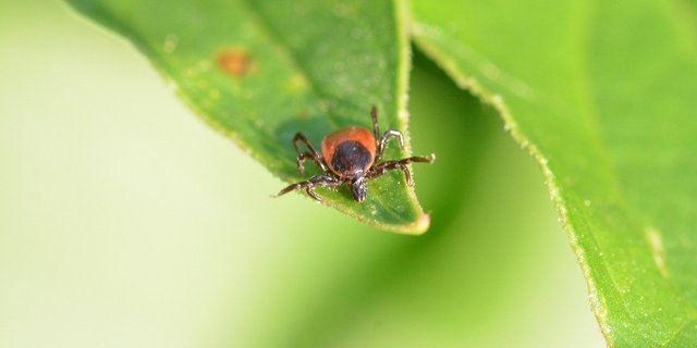 Wenn die Temperaturen wärmer werden, erscheinen auch die ungeliebten Zecken auf der Bildfläche. Hoftiere werden oft Opfer der Parasiten.  (Bild Meli1670 /Pixabay)