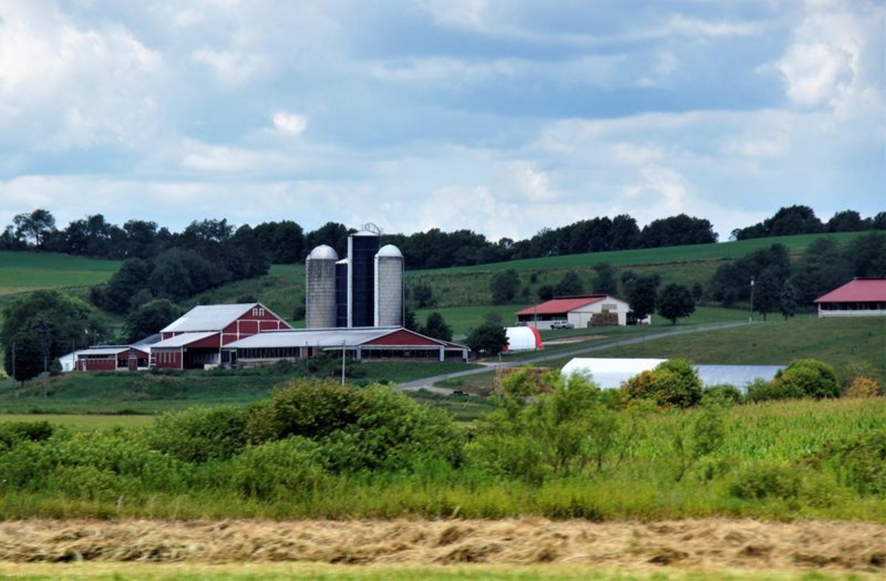 Milchwirtschaft ist für den US-Bundesstaat von grosser Bedeutung - er wird auch als Amerikas Käseland bezeichnet. (Bild lid/mr)