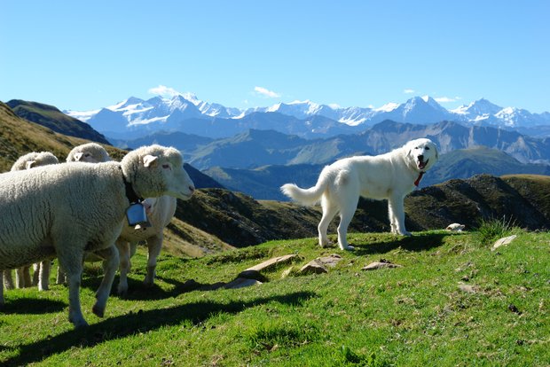 Der Kanton Graubünden lässt Hunde aller Rassen, die sich dafür eignen, für den Herdenschutz zu (Bild: Aline Küenzi)
