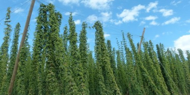 Der Hopfenanbau in Australien wird lukrativer. (Bild pd)