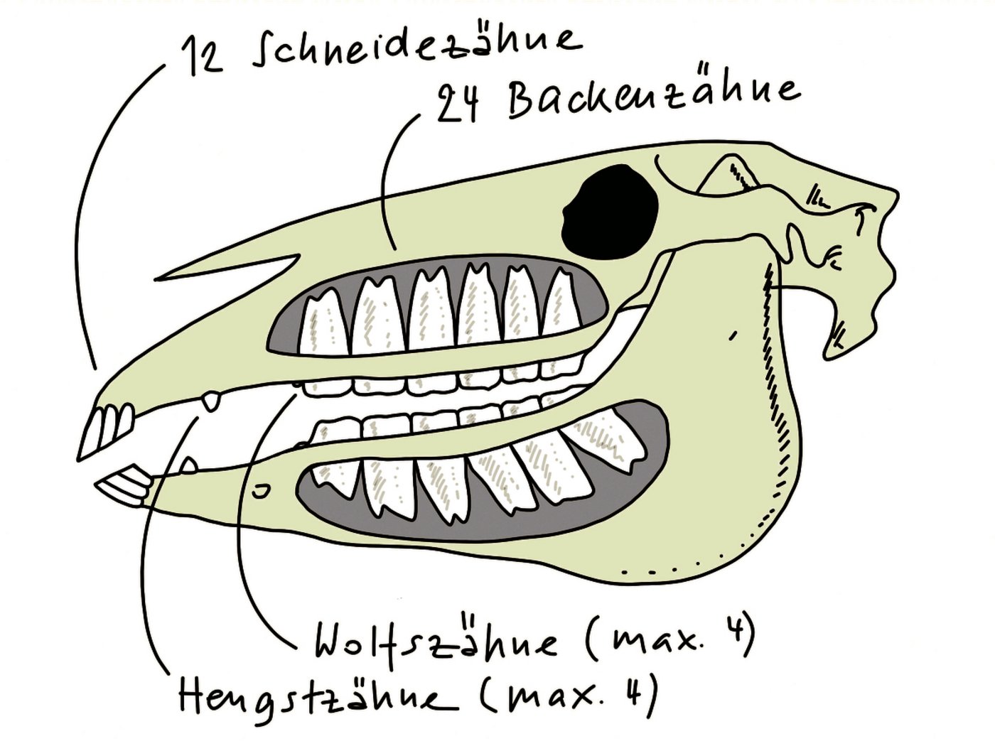 Das junge Pferd wechselt im Alter von ca. 2,5 bis 4,5 Jahren insgesamt 24 Zähne. Alle zwölf Schneidezähne und 12 der 24 Backenzähne haben Milchzahnvorläufer.(Illustration Johanna Probst)