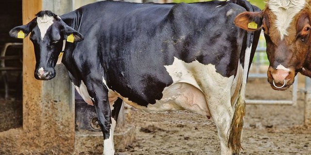 Nicht nur Schweine, sondern auch Kühe können proteinreduziert gefüttert werden, damit deren Klimabilanz besser ausfällt. 