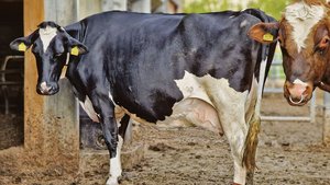 Nicht nur Schweine, sondern auch Kühe können proteinreduziert gefüttert werden, damit deren Klimabilanz besser ausfällt. 