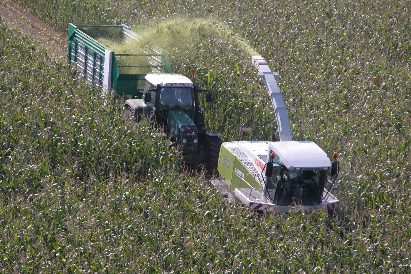 Bei den Lohnunternehmern, die Silomais häckseln, ging die Anzahl Kunden gemäss einer Umfrage um 10% zurück. (Bild Archiv BauZ)