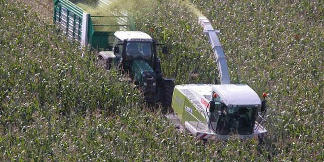 Bei den Lohnunternehmern, die Silomais häckseln, ging die Anzahl Kunden gemäss einer Umfrage um 10% zurück. (Bild Archiv BauZ)