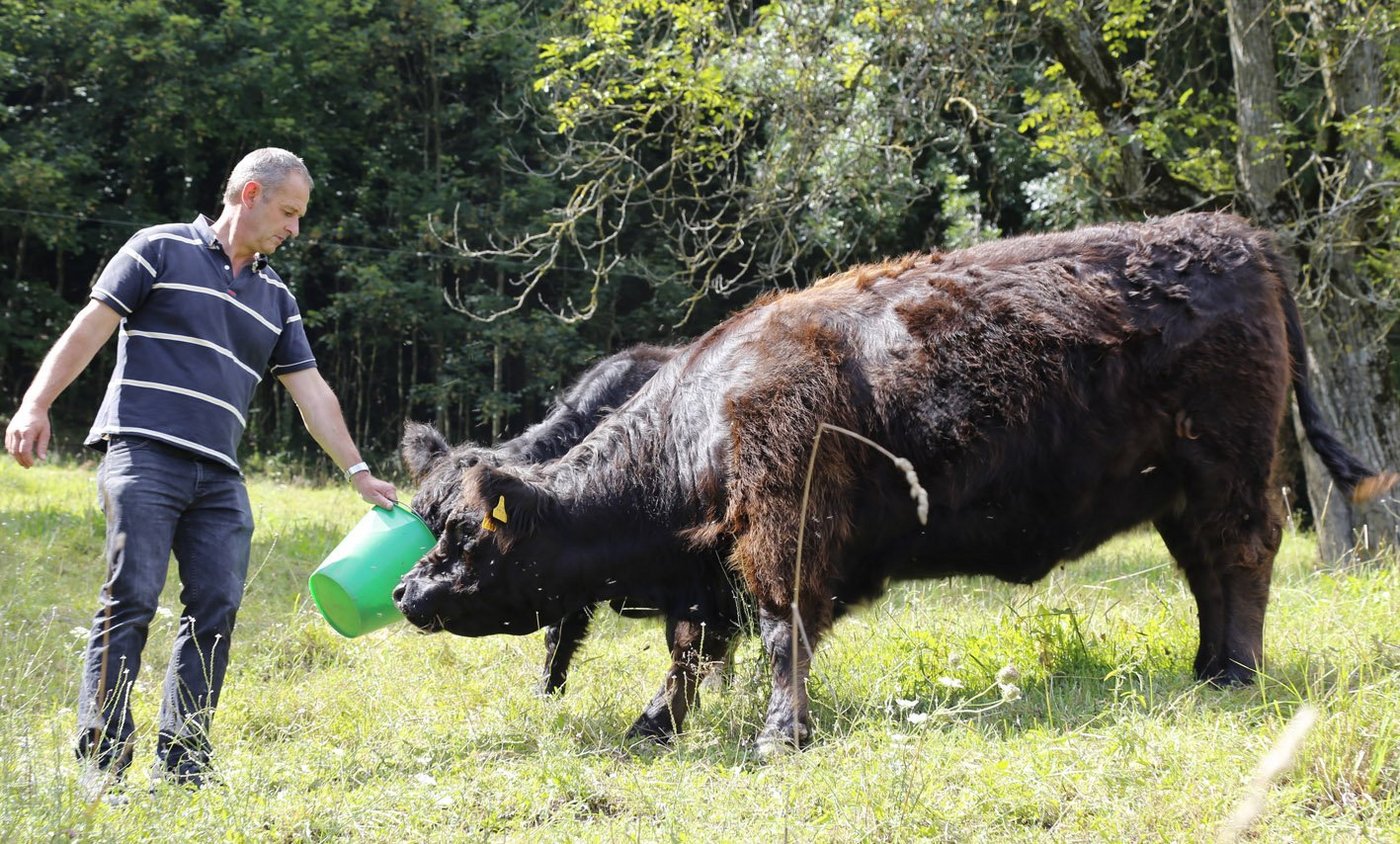 Markus Dettwiler setzt bewusst auf die wenig verbreiteten Galloway-Rinder, um sich von der Masse abheben zu können. (Bild: Michael Wahl)