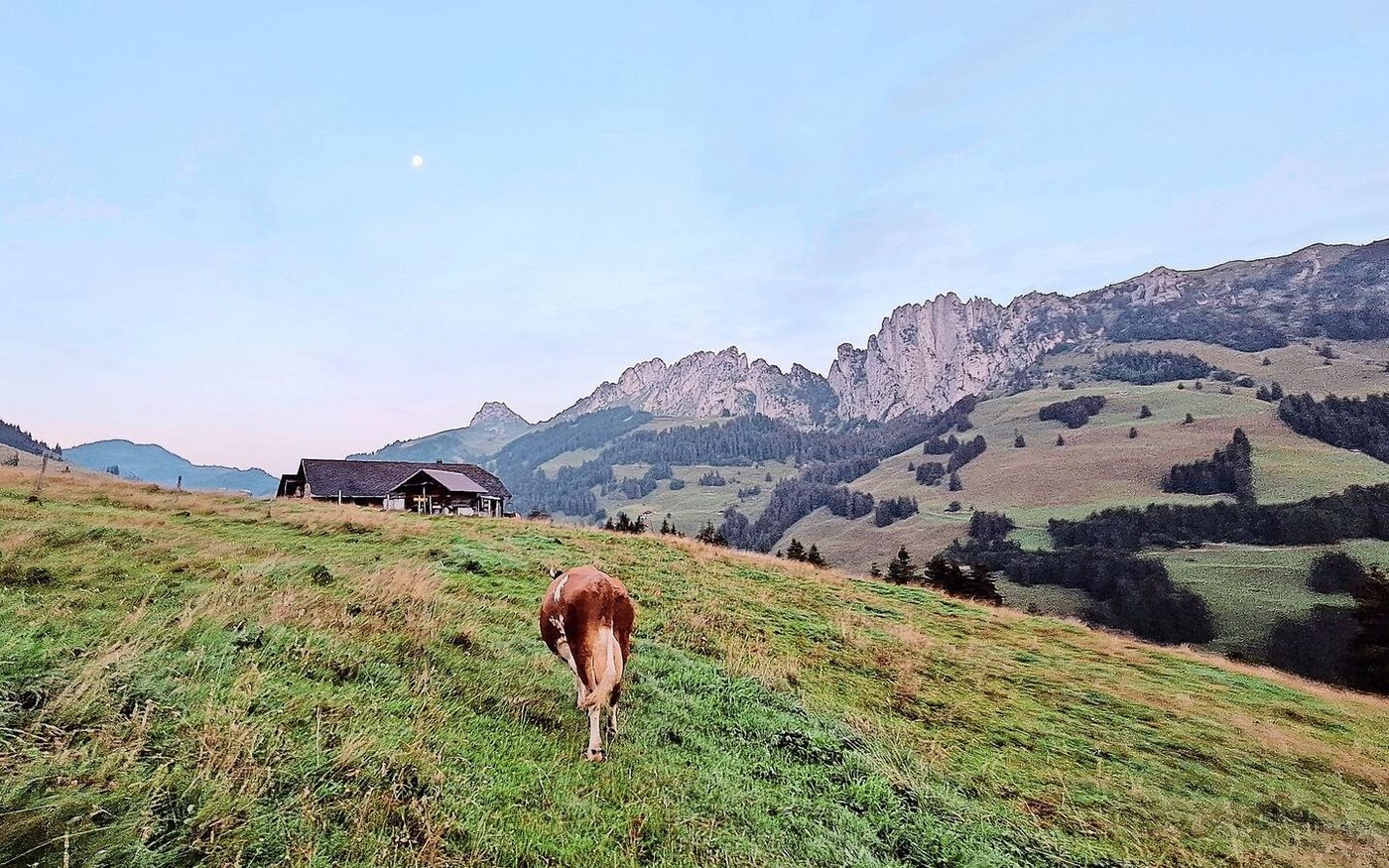 Nachdem Jolanda Wyttenbachs erster Arbeitstag direkt mit der Ernte des Ökoheus gestartet hatte, machte sie sich gemeinsam mit ihrer Lehrmeisterfamilie auf den Weg auf die Alp nach Zaggisboden.    