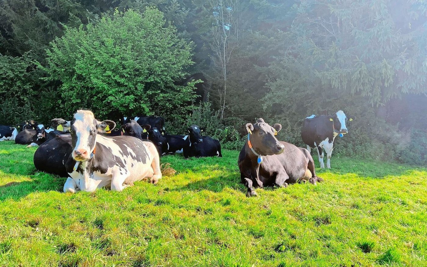 Die Vollweideherde geniesst die Herbstsonne.