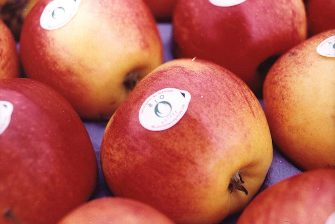 Bio-Äpfel werden zwar von etwa gleich vielen, jedoch anderen Bakterien besiedelt als konventionelle Äpfel. (Bild lid)