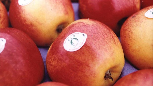 Bio-Äpfel werden zwar von etwa gleich vielen, jedoch anderen Bakterien besiedelt als konventionelle Äpfel. (Bild lid)