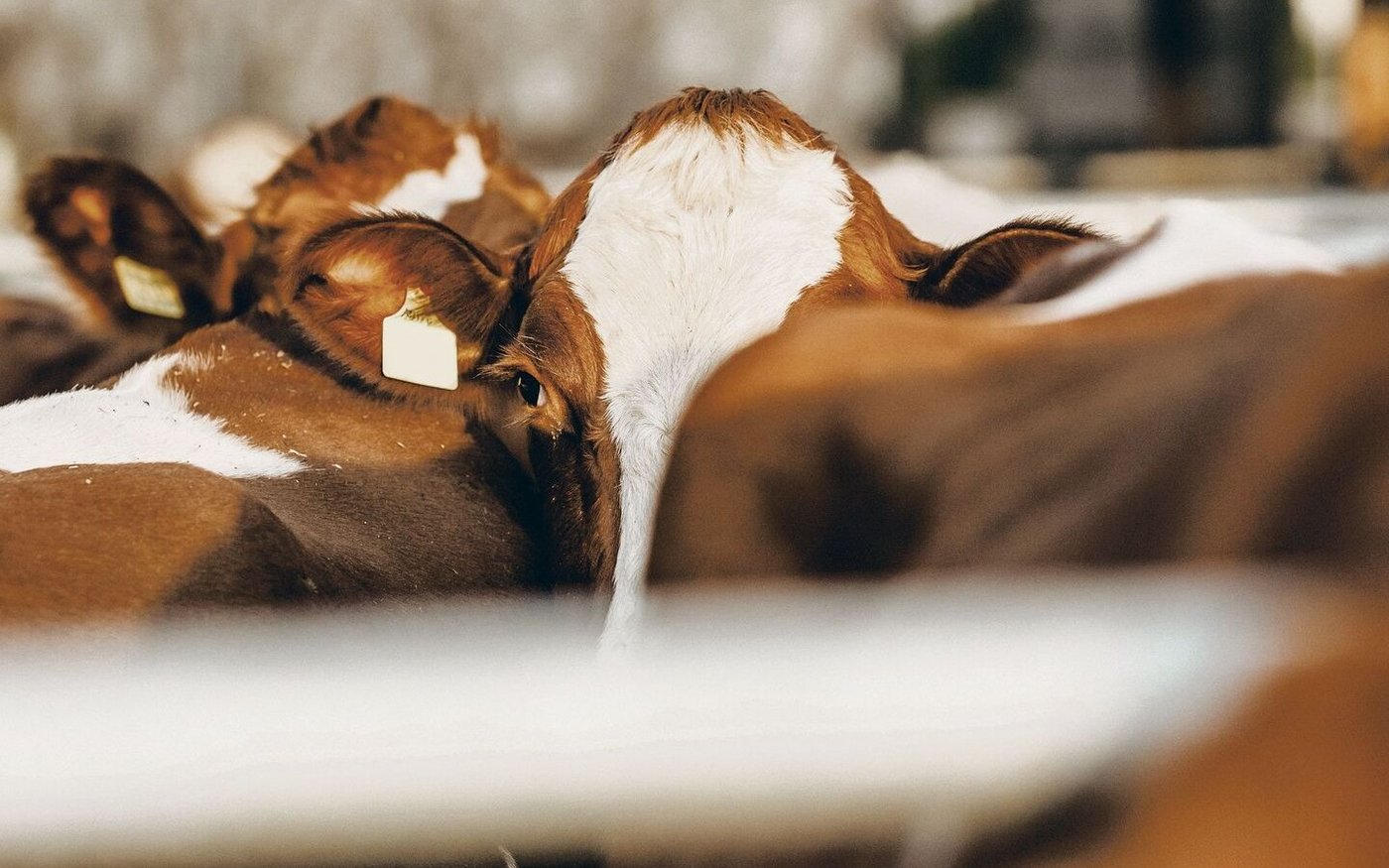 Mit dem einzigen Wort Tierschutz können ganz unterschiedliche Stellen gemeint sein. Eine Übersicht zu behalten, ist schwierig.