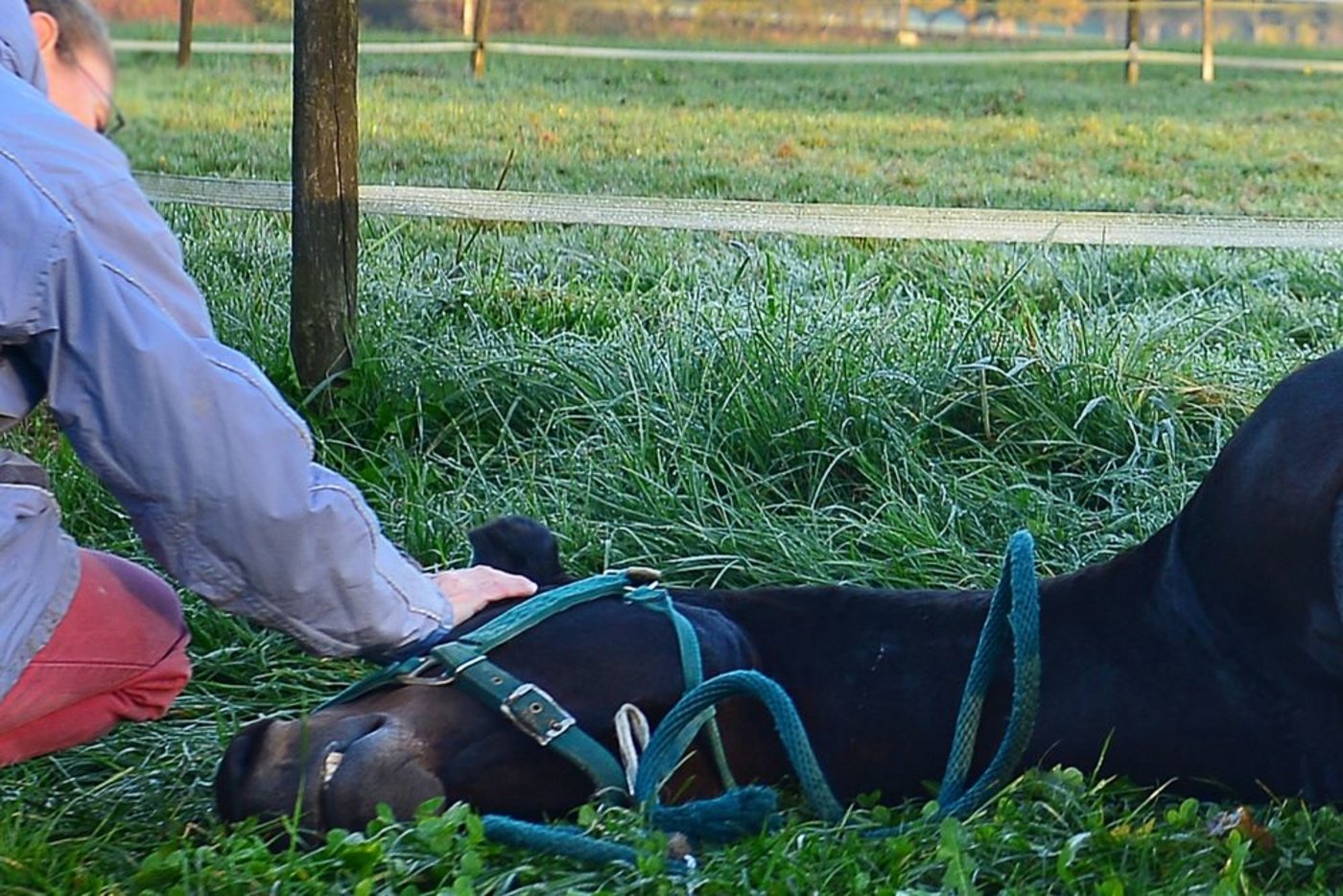 Ein letztes Adieu: Während des Euthanasie-Prozesses soll auch genug Raum für einen Abschied in aller Ruhe gegeben sein.