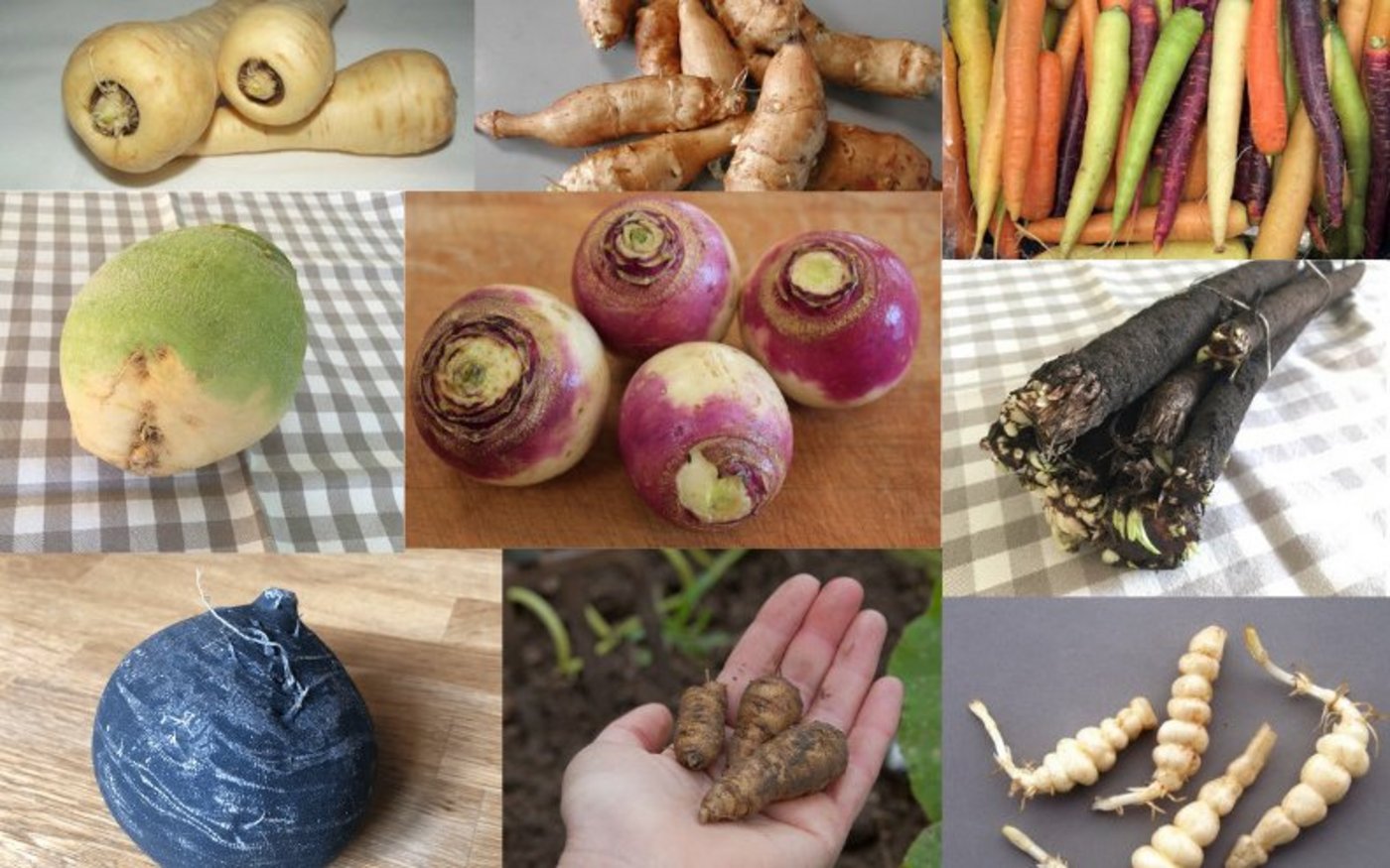 Scharf, Süsslich, nussig, aromatisch: Der Gemüse-Winter muss nicht langweilig sein. (Bildautoren siehe Text, Montage jsc)