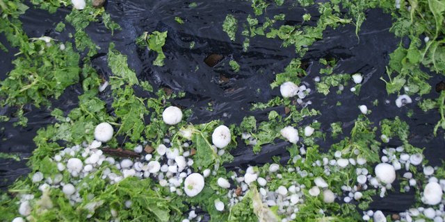 Hagelkörner bis zur Grösse von Golfbällen zerschlugen am Montagabend, 21. Juni 2021 Kulturen samt Mulchfolien am Agroscope-Standort Wädenswil (Bild Agroscope).