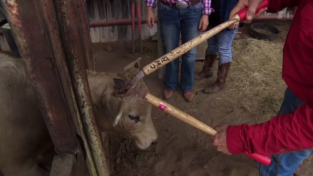 Die Enthornung von einem Kalb in der Sendung "Wenn Landfrauen reisen", führte zu Kritik. (Bild Screenshot)