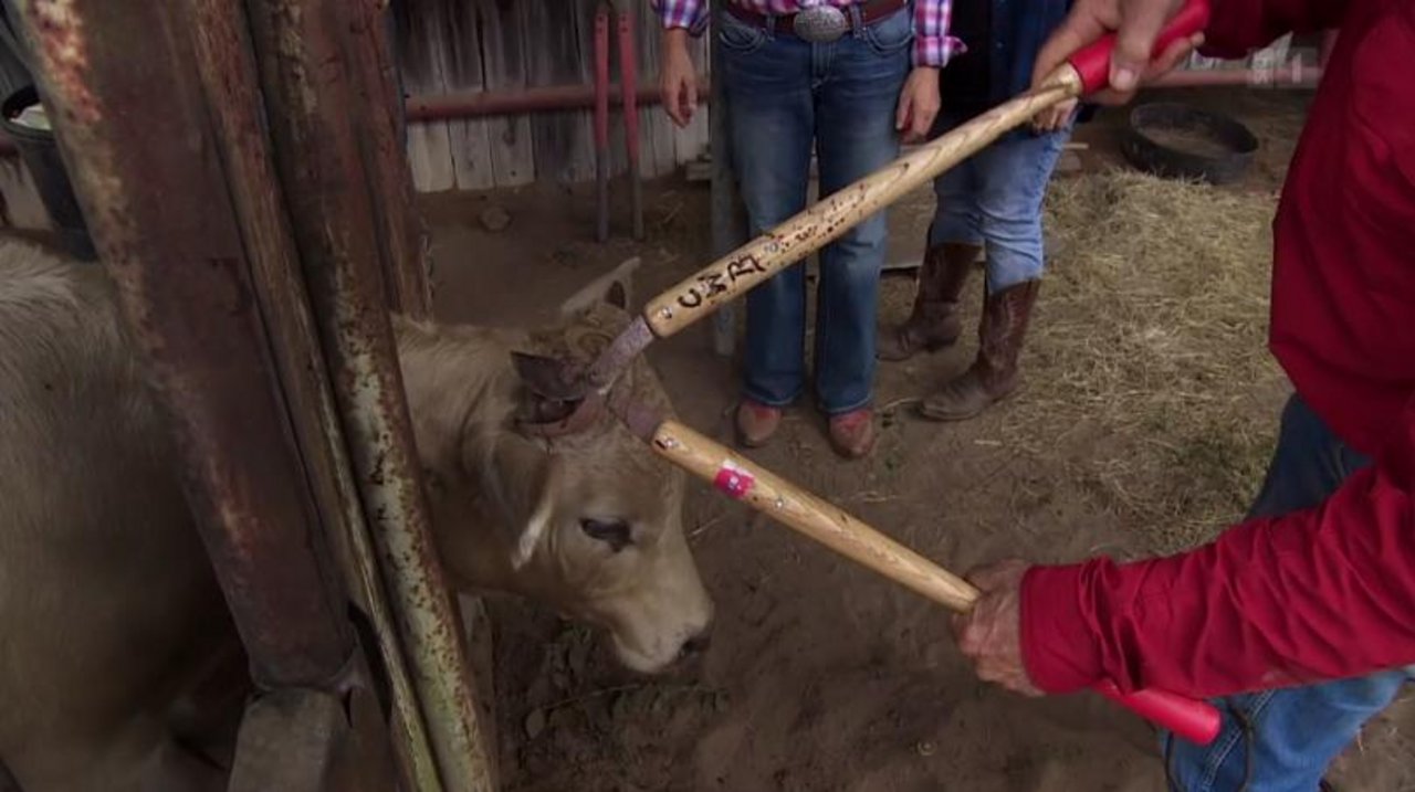 Die Enthornung von einem Kalb in der Sendung "Wenn Landfrauen reisen", führte zu Kritik. (Bild Screenshot)