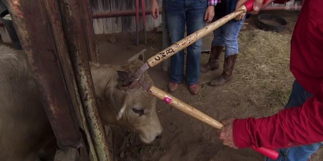 Die Enthornung von einem Kalb in der Sendung "Wenn Landfrauen reisen", führte zu Kritik. (Bild Screenshot)