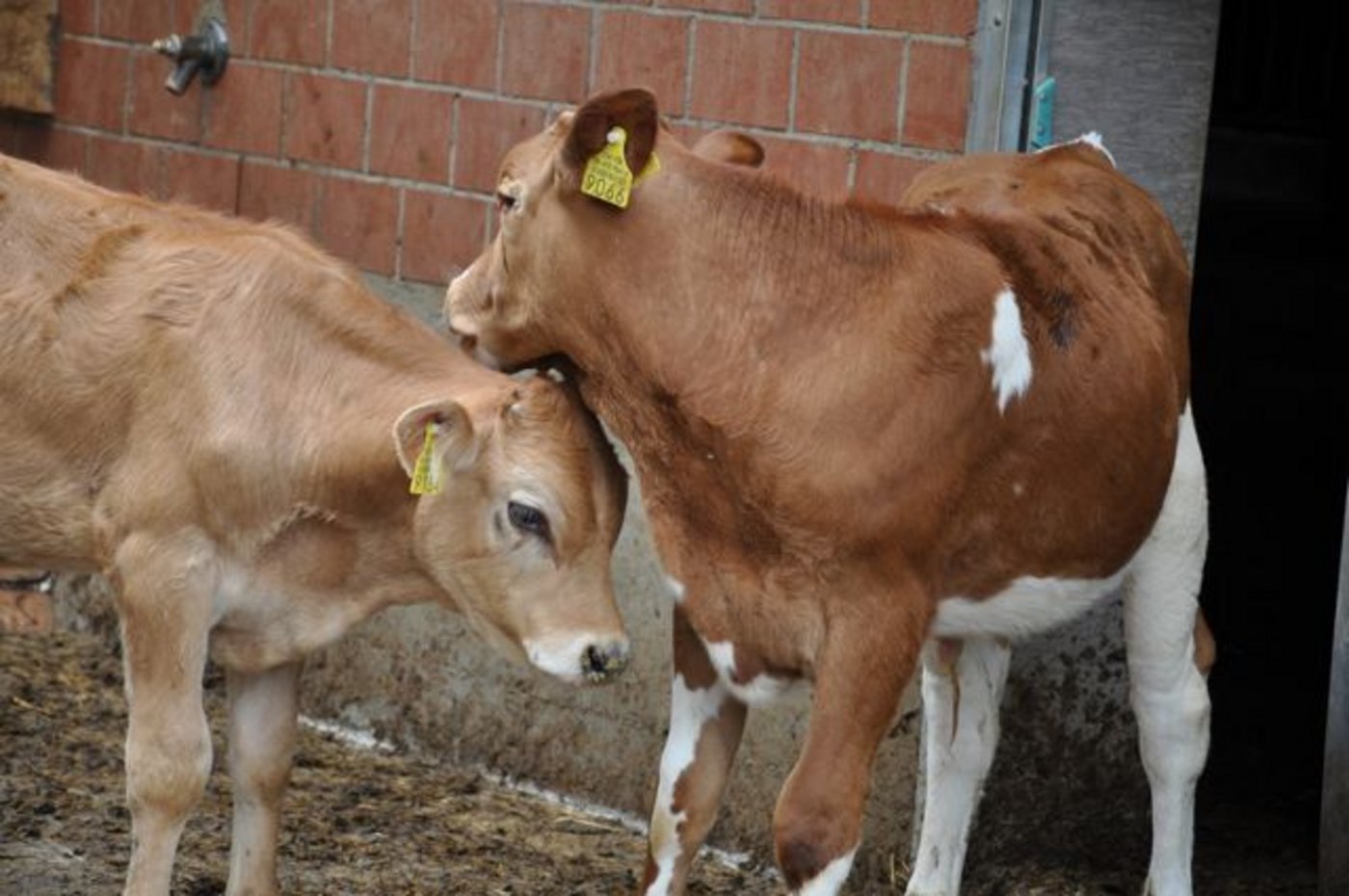 Fresser sollen wieder früher über die öffentlichen Schlachtviehmärkte vermarktet werden dürfen, das möchte der Nationalrat. (Bild BauZ)