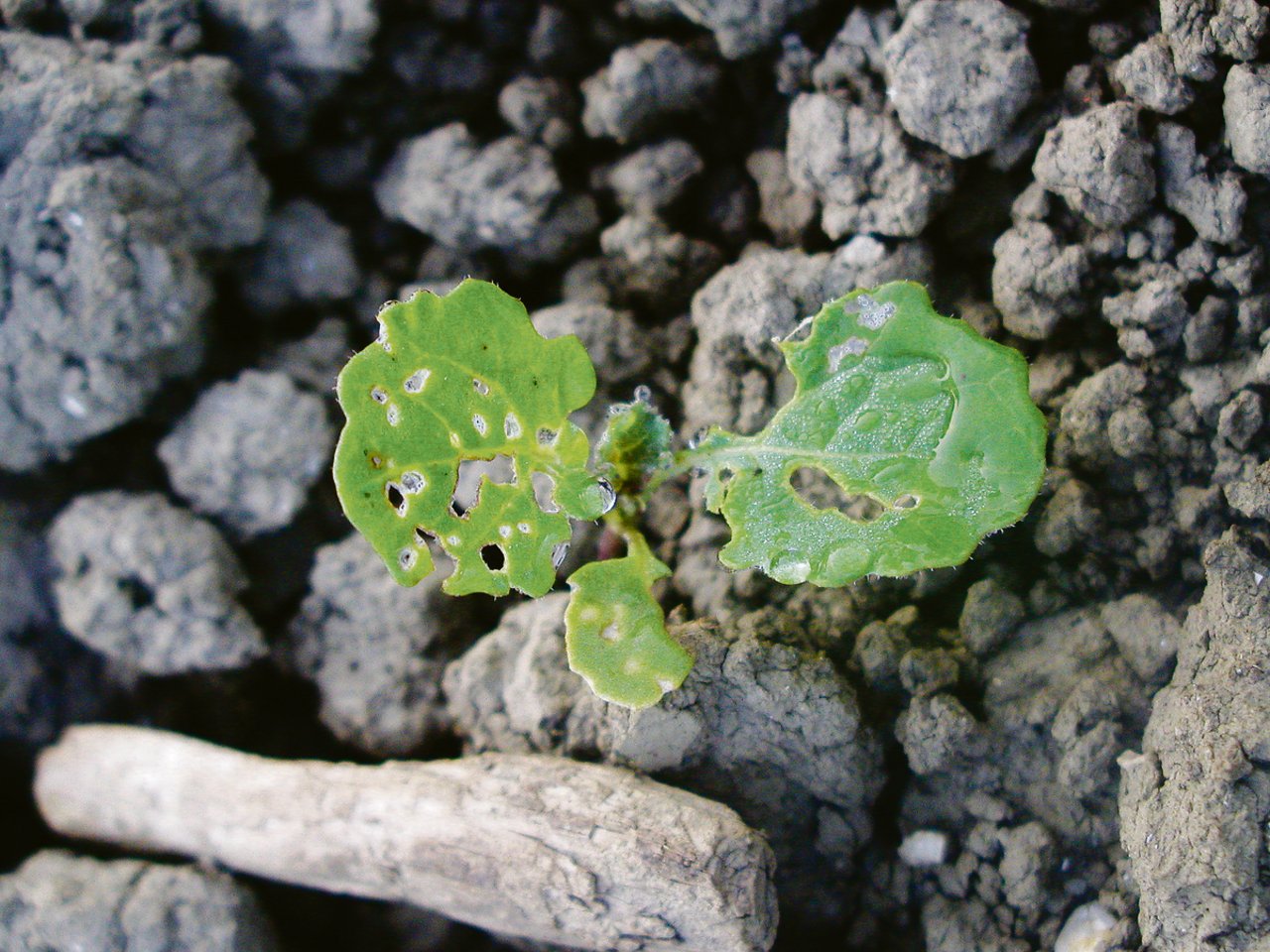 Rapspflanze im 2-Blatt-Stadium mit Schneckenfrass und Erdflohschaden. (Bild Jonas Zürcher)