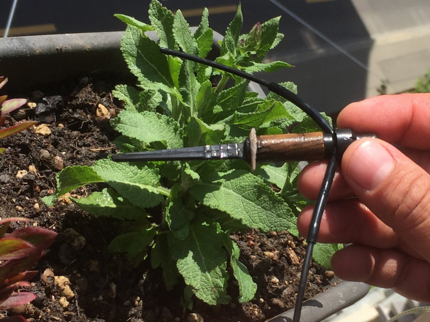 Es braucht nicht immer Hightech, es gibt auch Bewässerungen die ganz simpel mit Quellhölzern funktionieren.