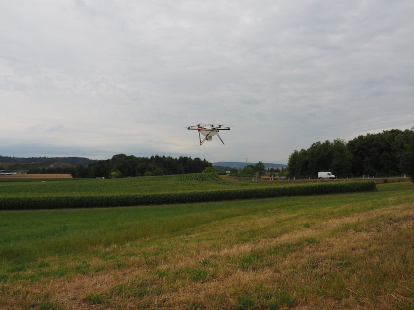 Auf Peters Maisfeld alle sieben Meter eine kleine Kugel (Optikugel), gefüllt mit 0,3 Millimeter grossen Trichogramma-Schlupfwespen fallen; total 100 Kugeln pro Hektare.